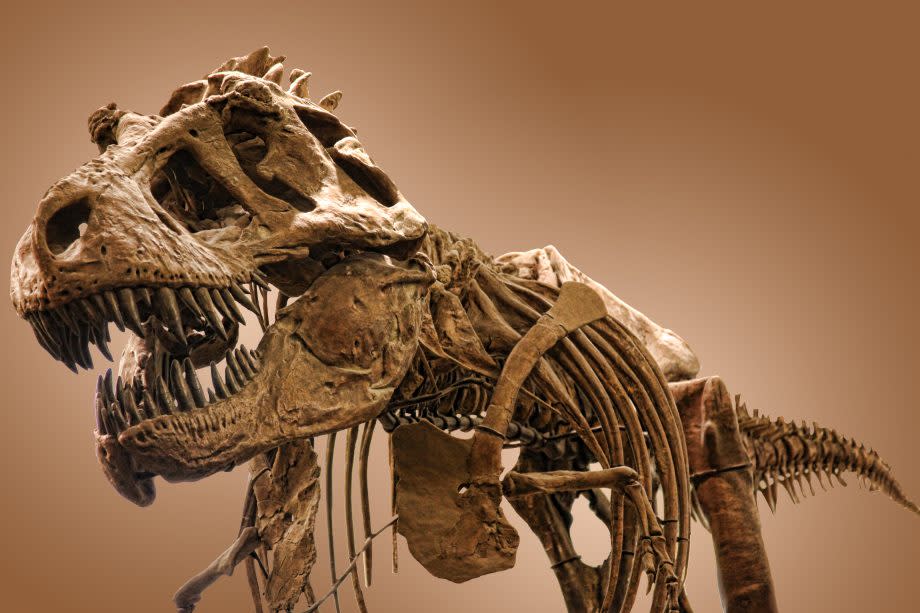 Auf dem Bild ist ein Skelett von einem Dinosaurier, einem T-Rex, zu sehen.
