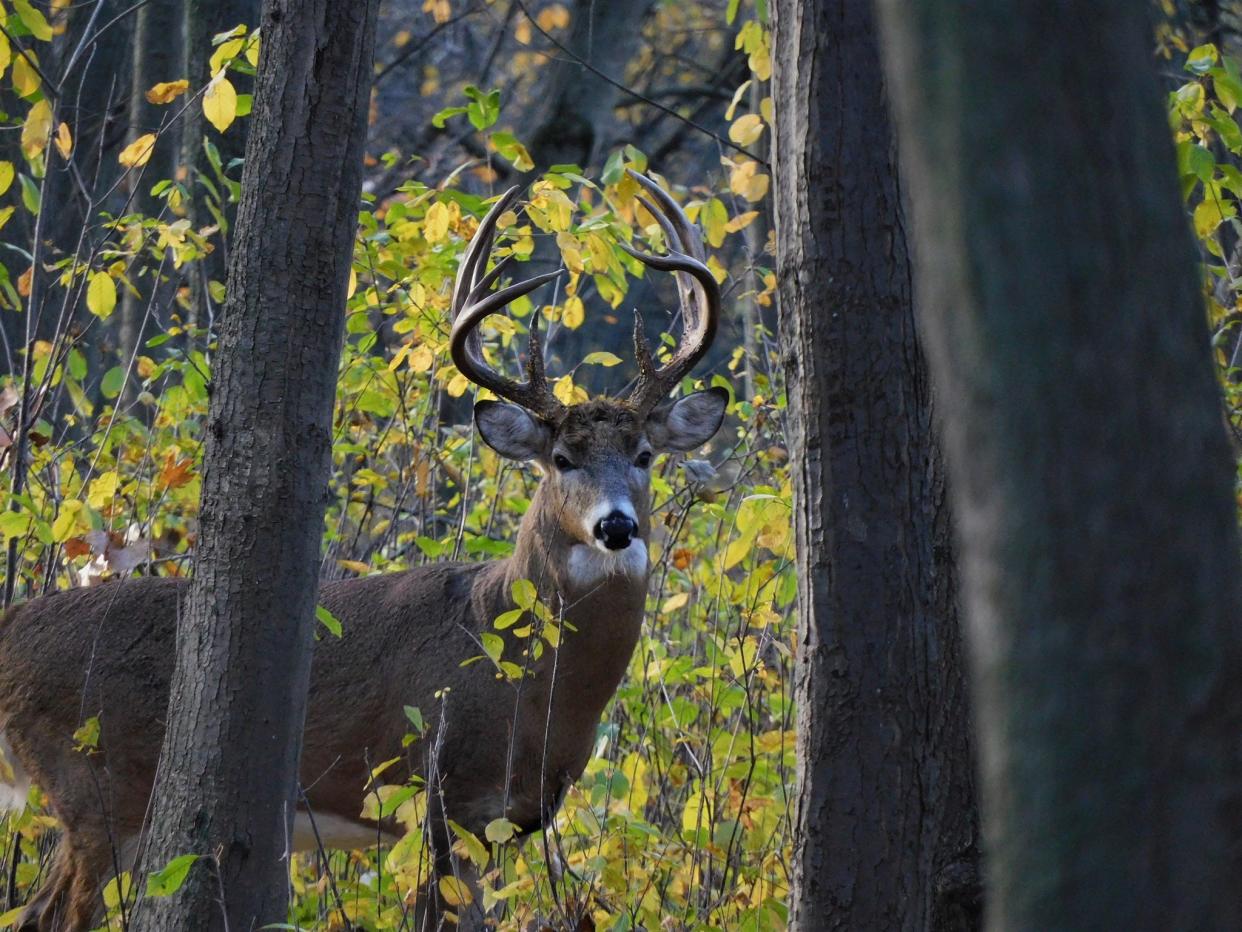 The deer "Bruno" was a frequent visitor of Heckrodt Wetland Reserve.