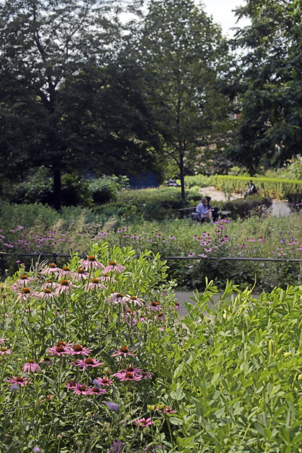 Flowers in Potters Fields Park (Daniel Lynch)