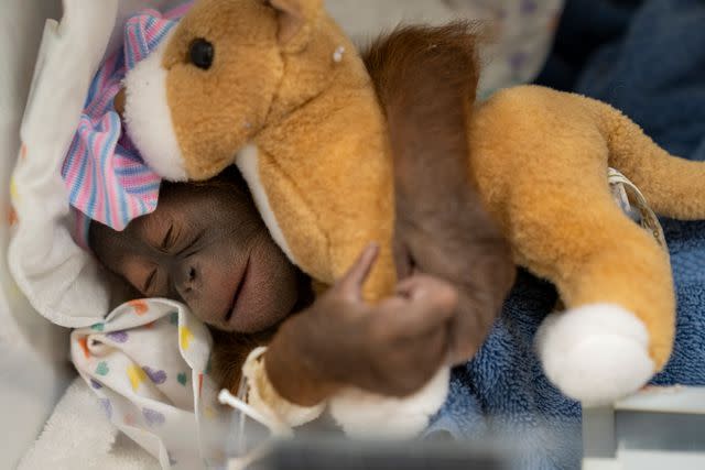 <p>Busch Gardens Tampa Bay</p> Baby orangutan born at Busch Gardens Tampa Bay