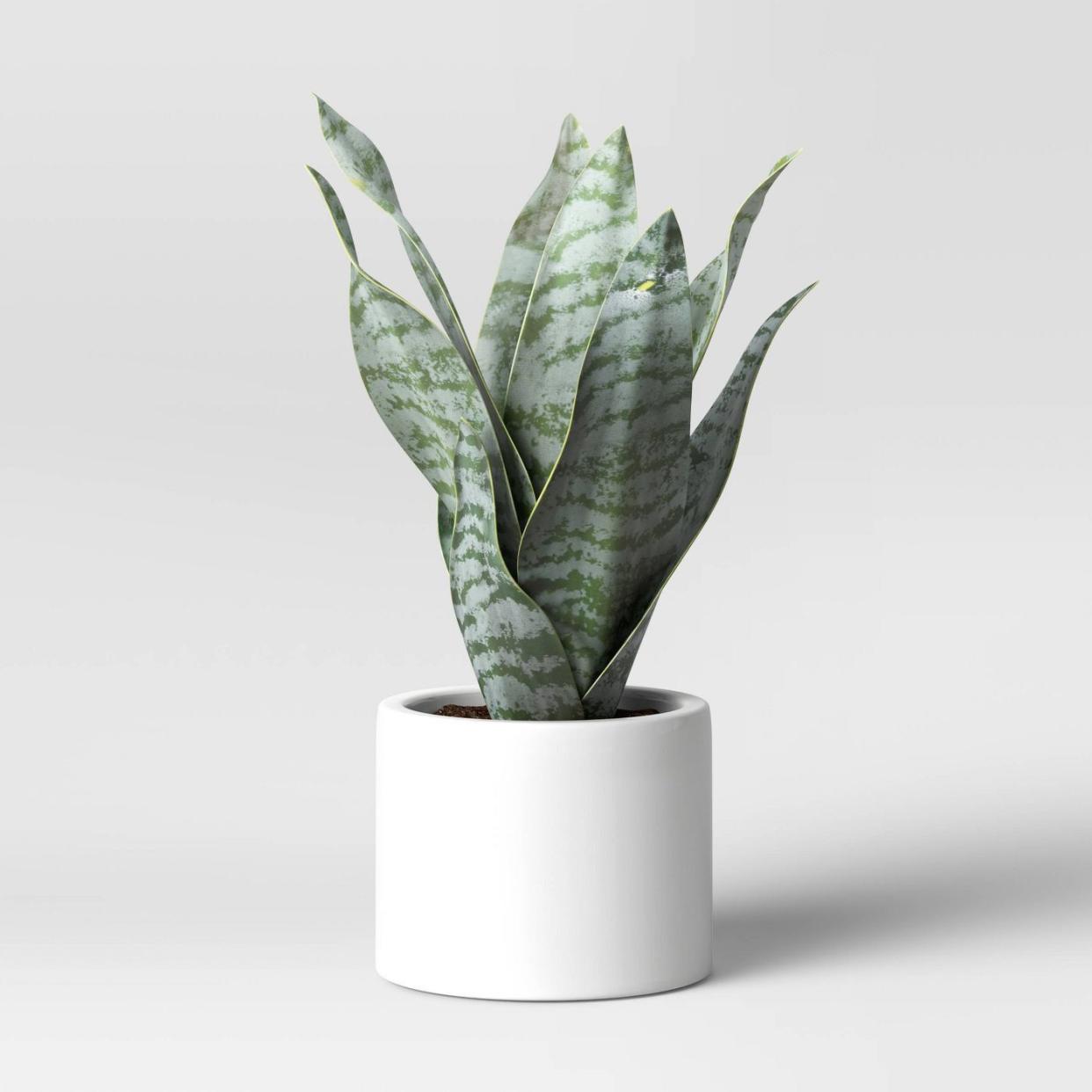 Project 62 8" x 5" Artificial Snake Plant in Pot A-80371806