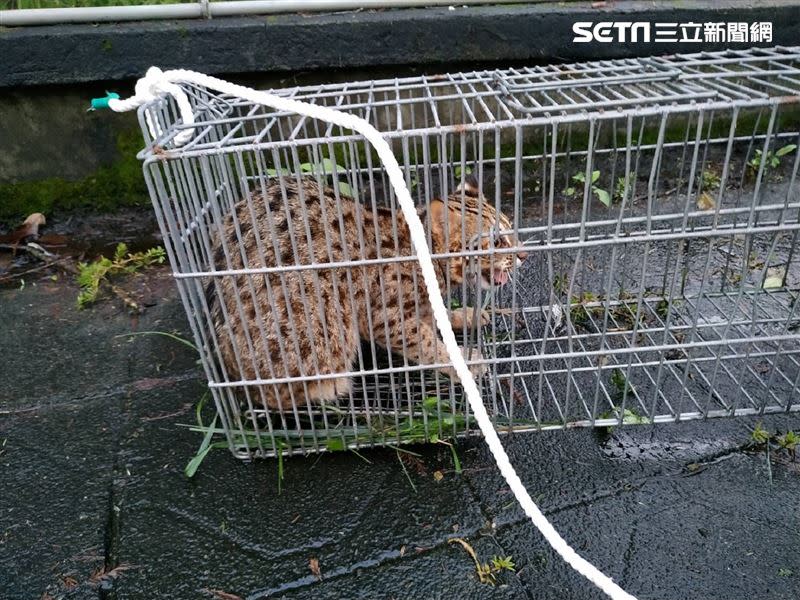 石虎飛飛進入保育員設置的誘捕籠內。（圖／台北動物園提供）