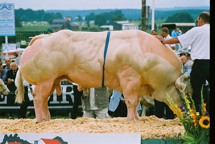 <span class="caption">The Belgian Blue’s muscular build reflects consumer demand for succulent thigh and shoulder meat but causes severe health problems for the animal.</span> <span class="attribution"><a class="link " href="https://commons.wikimedia.org/wiki/File:Spitzenbulle.JPG" rel="nofollow noopener" target="_blank" data-ylk="slk:Mastiff/Wikipedia;elm:context_link;itc:0;sec:content-canvas">Mastiff/Wikipedia</a>, <a class="link " href="http://creativecommons.org/licenses/by/4.0/" rel="nofollow noopener" target="_blank" data-ylk="slk:CC BY;elm:context_link;itc:0;sec:content-canvas">CC BY</a></span>