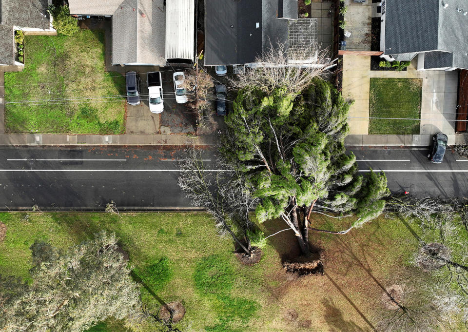 A view of a tree that fell due to high winds on Jan. 8, 2023, in Sacramento