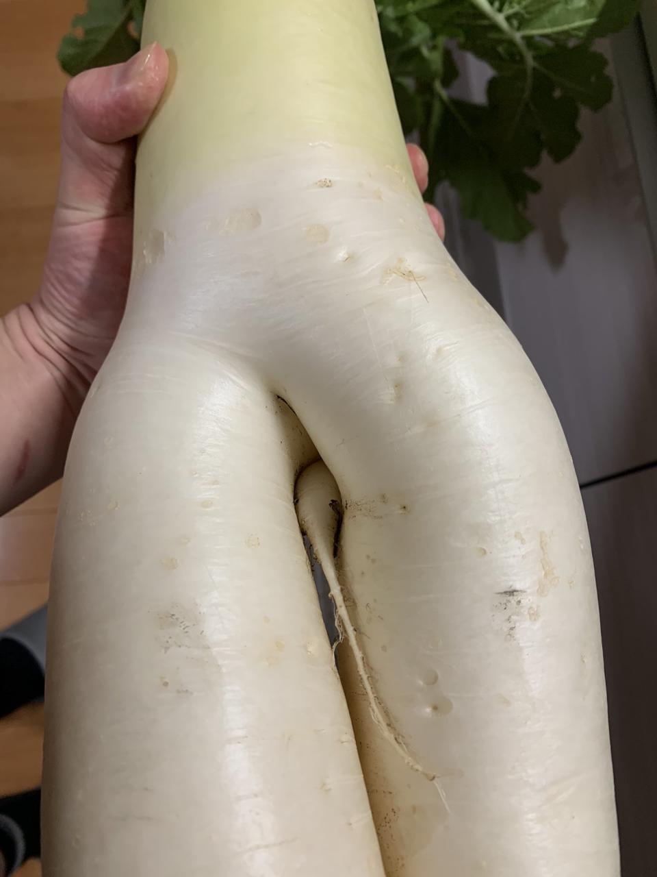 A strange radish, or daikon, from Japan came with an appendage that looks like a penis.