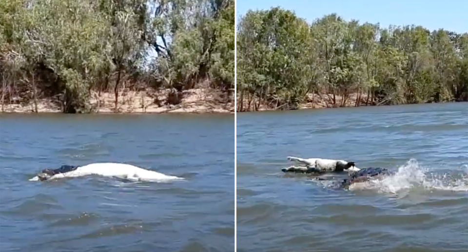 A five-metre-log croc pictured feasting on its younger counterpart.