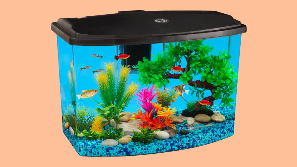 Because your fishes deserve an upgraded tech experience too.