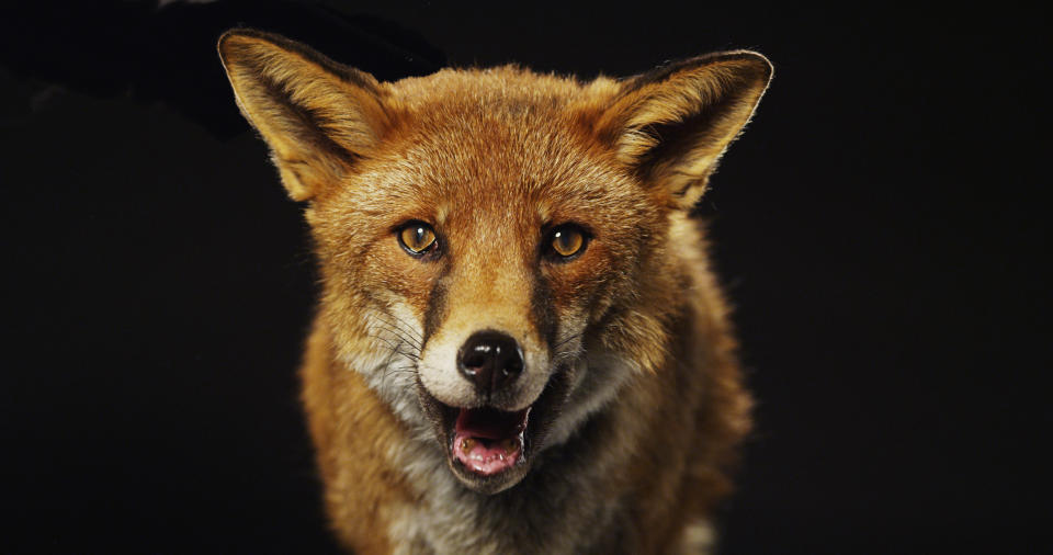 Tammy DuBois of New Jersey fought off a fox that attacked her in broad daylight. Here’s what to do if you find yourself in a similar situation. (Photo: Getty Images)