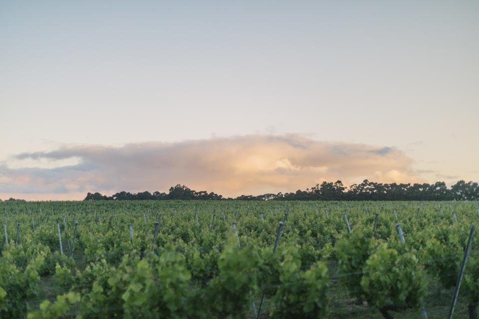 Cullen Wines -- An Australian winery based in Wilyabrup, within the Margaret River wine region of Western Australia.