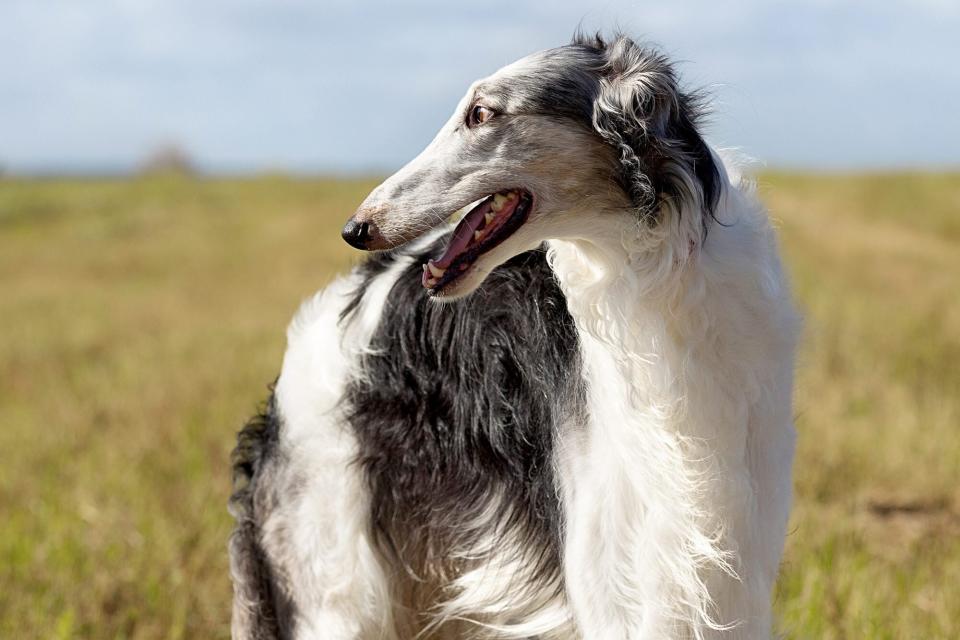 borzoi in a field looking back