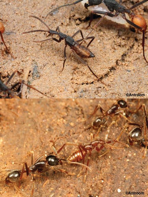 Myrmecoids walking with their South American army hosts. Top: Ecitophya bicolor with an Eciton burchelli army ant. Bottom: Pseudomimection sp. with the ant Labidus pradator.