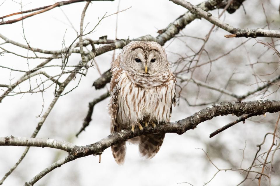 A barred owl in snow. The Audubon Society of Rhode Island is hosting an Owl Prowl at the Caratunk Wildlife Refuge in Seekonk on Jan. 25, 2024.