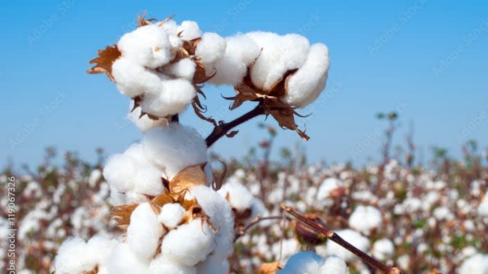 A teacher at San Francisco’s Creative Arts Charter School brought cotton plants in to show her class the sharp edges of the plant while teaching about slavery in the U.S. (Photo: AdobeStock)