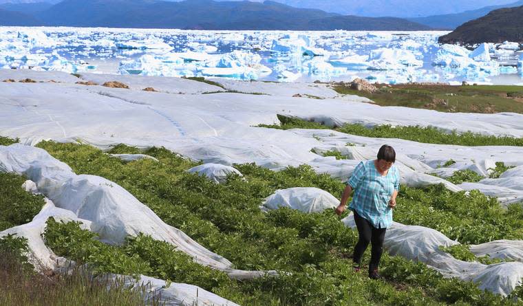 Greenland Ice Sheet's 