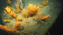 <p><span>Deepwater corals on the western wall of Oceanographer Canyon. (Photo: NOAA Okeanos Explorer Program, 2013 Northeast U.S. Canyons Expedition Science Team)</span> </p>