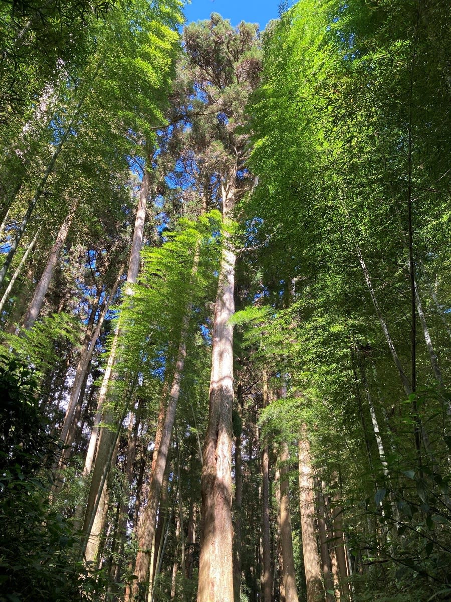 阿里山台版小嵐山林相豐富有滿滿芬多精