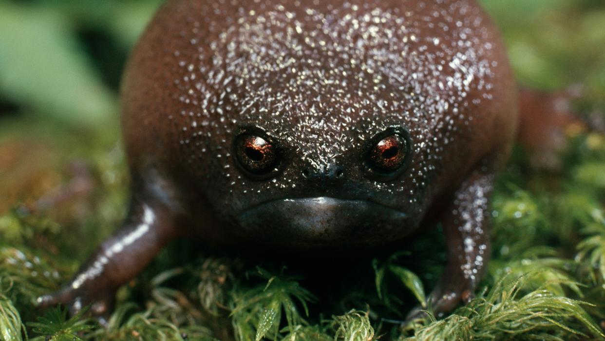  a black rain frog puffed up staring at the camera on a grassy background 