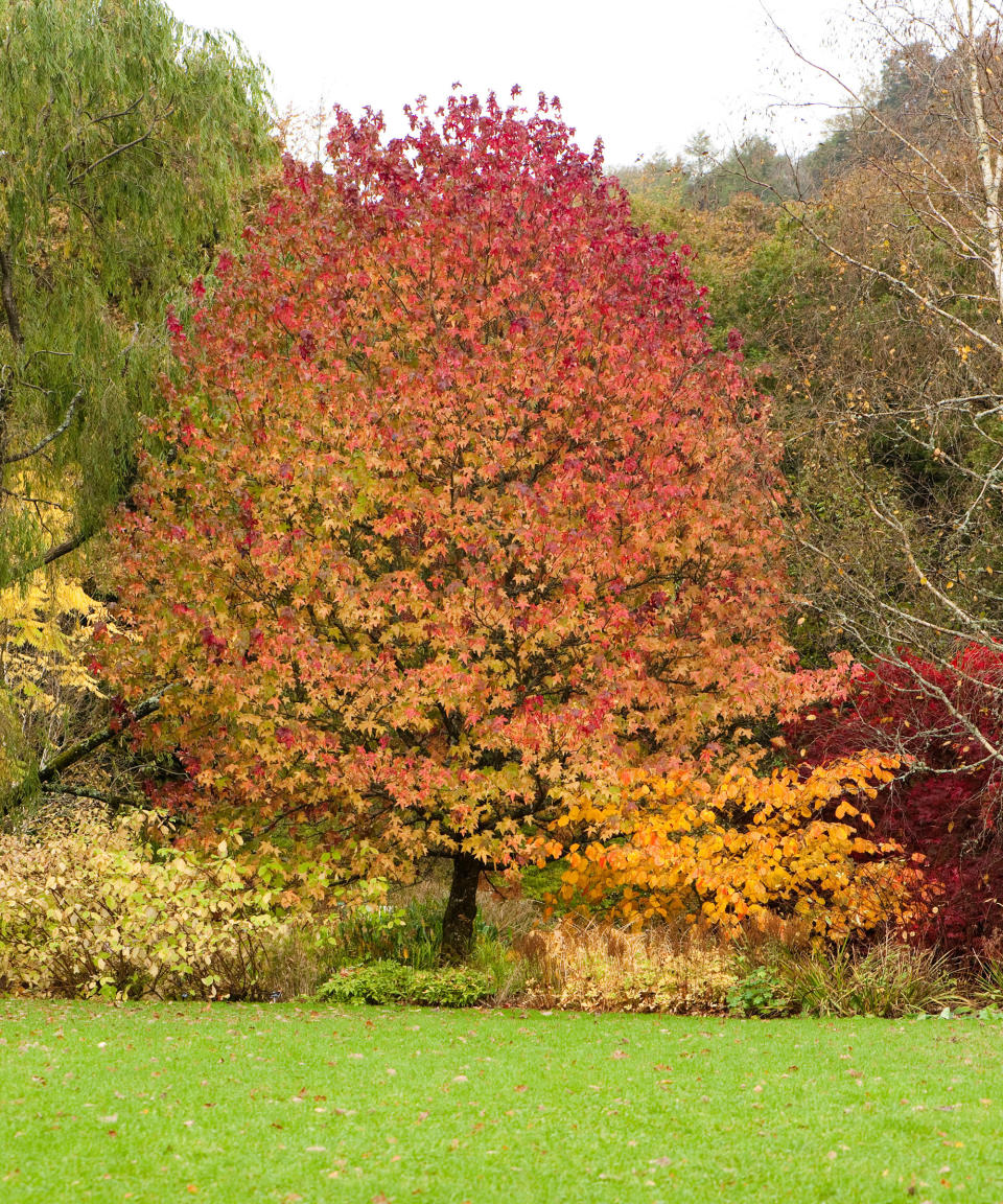 7. Sweet Gum (Liquidambar styraciflua)