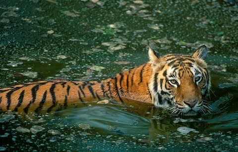 Bengal Tiger in the Kaziranga National Park - Credit: Getty