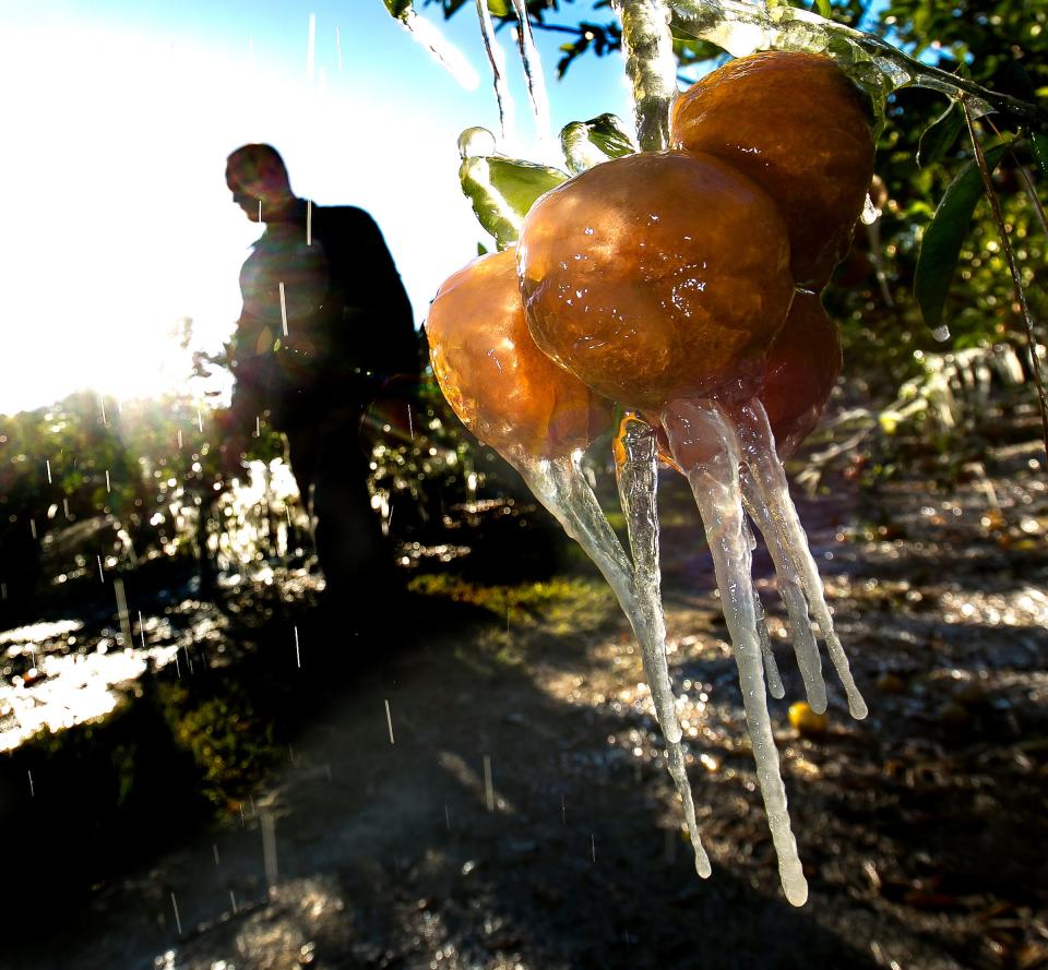 A tangerine variety hangs incased in ice near Orange Lake in 2018. Temperatures in certain parts of Polk County could drop to the upper 20s this weekend. The last time Lakeland experienced temperatures that low was Jan. 18, 2018.