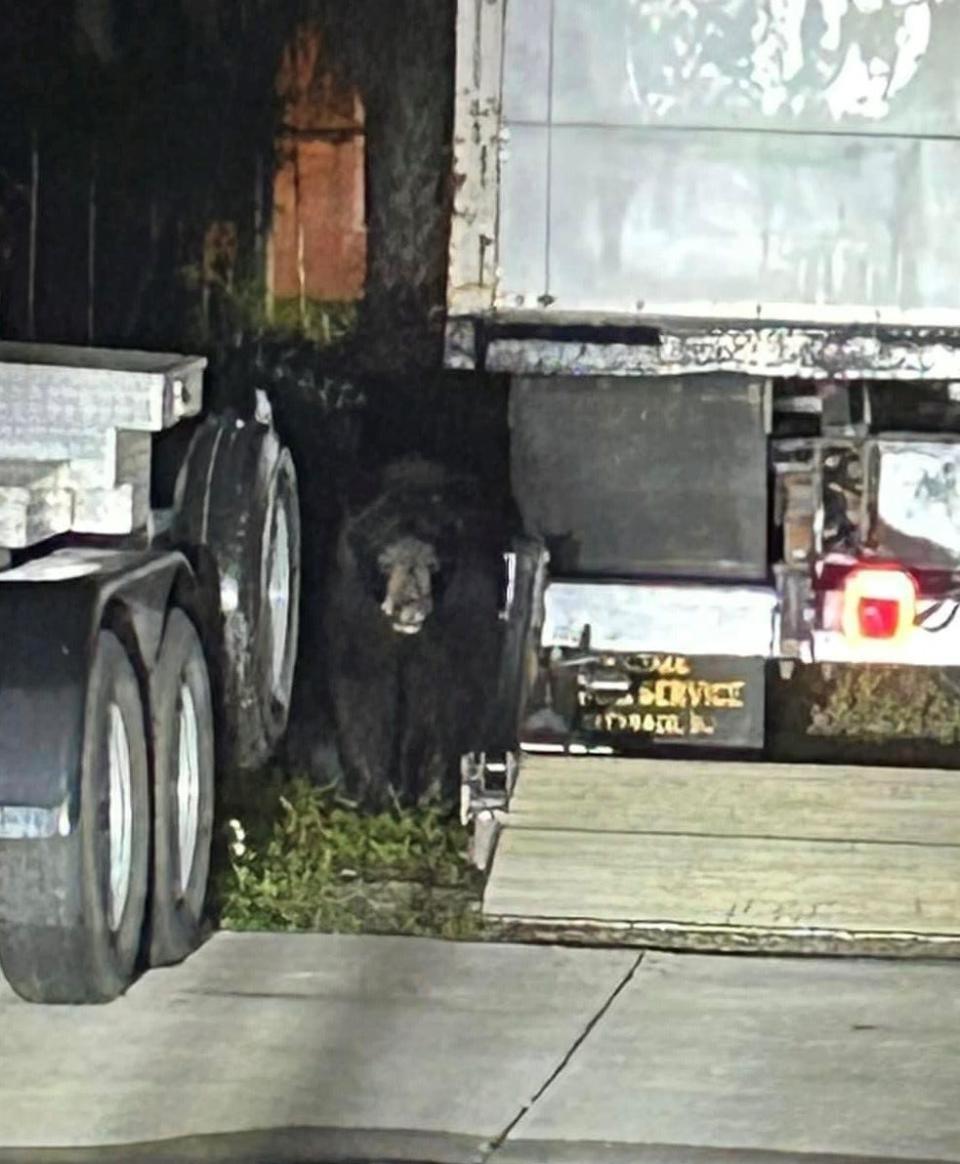 A young male black bear was hanging out in a parking lot near Victoria and Broadway Monday morning in downtown Fort Myers.