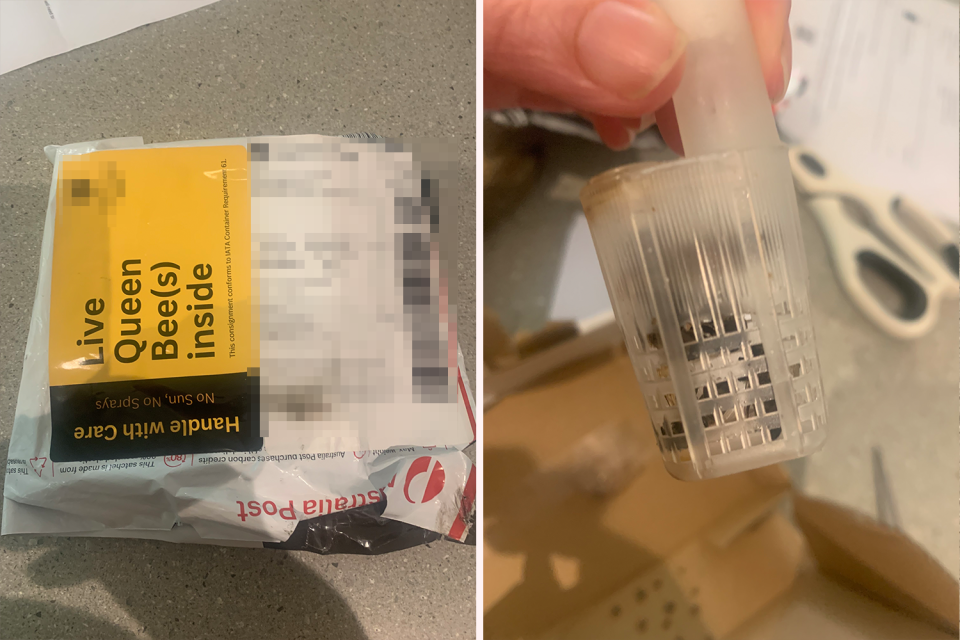 Left: The package with Australia Post and live bee branding. Right: A close up of the specialised packaging containing the bees.