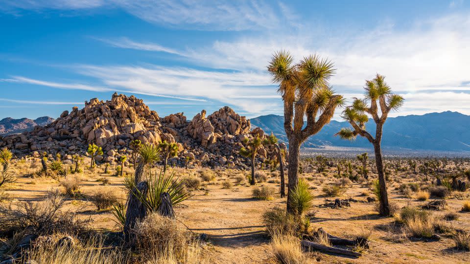 Beguiling Joshua trees and intriguing rock formations helped draw millions of vistoris to Joshua Tree National Park in Southern California in 2023. - yongyuan/iStockphoto/Getty Images