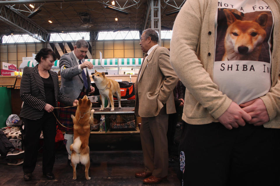 BIRMINGHAM, ENGLAND - MARCH 08: Dogs and their owners attend Day one of Crufts at the Birmingham NEC Arena on March 8, 2012 in Birmingham, England. During the annual four-day competition nearly 22,000 dogs and their owners will compete in a variety of categories, ultimately seeking the coveted prize of 'Best In Show'. (Photo by Dan Kitwood/Getty Images)