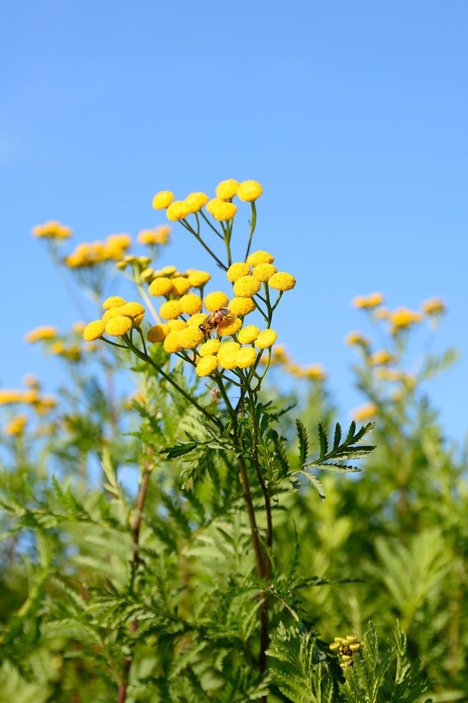 Tansy