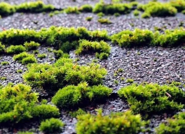 Iriish moss between stepping stones