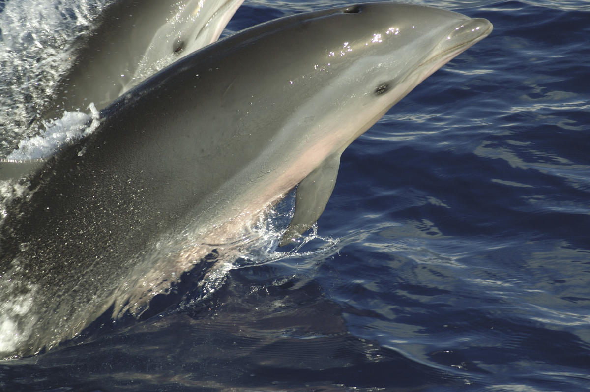 Los animales marinos que se volvieron virales esta la semana