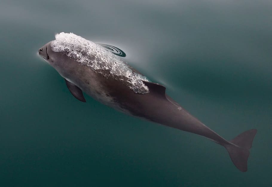 Harbor porpoises live in shallow water and are comfortable in harbors, bays and rivers.