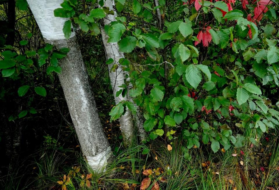 A birch bark harvest scar is evident where the birch bark was harvested for crafts or basket-making without harming the tree, and allowing the bark to grow back, at Prentice Park, just south of Lake Superior in Ashland.