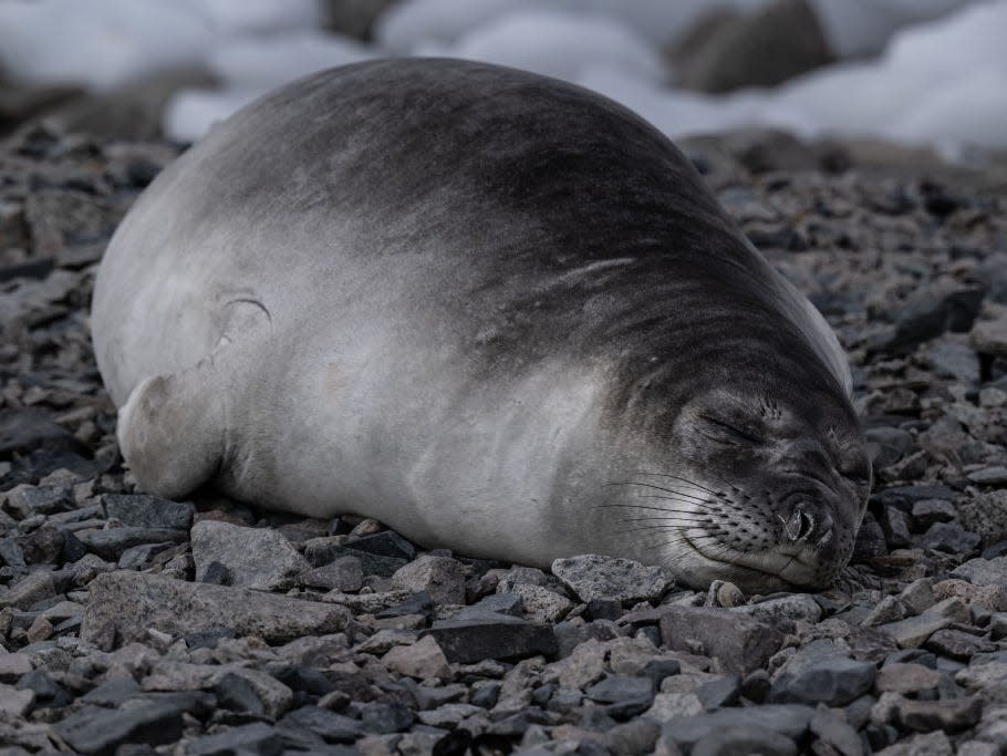 Elephant seal sleeping in Antarctica.