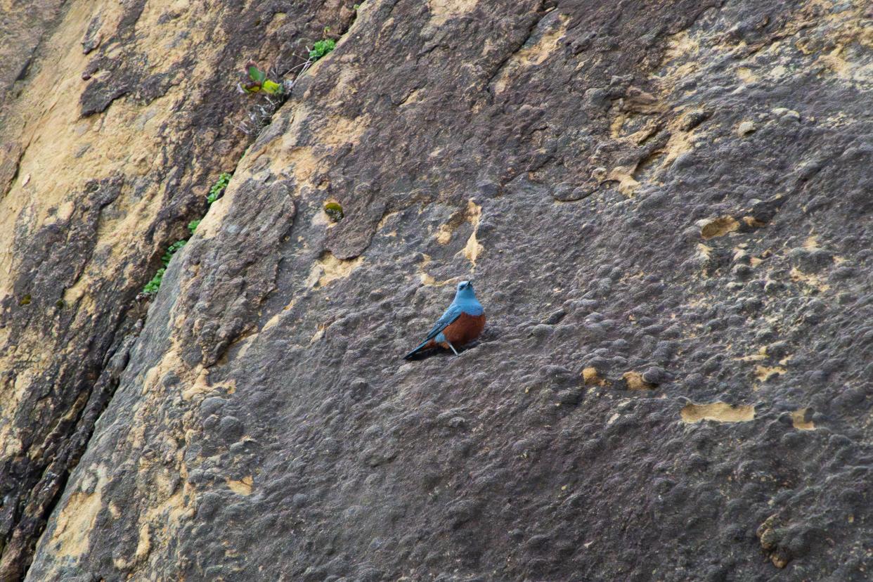 Amateur photographer Michael Sanchez was in Oregon to take some photos when he noticed a small bird and decided to practice. "I didn't know it was rare but I had never seen anything like that."