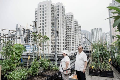 A man and woman look at growing vegetables at City Farm, an organic farm set up on the rooftop of a tower block in Hong Kong. Official figures suggest organic food is becoming increasingly popular in the city, with the number of farms taking part in a government-run scheme to encourage organic agriculture rising to 193 in June this year, from 123 in 2008