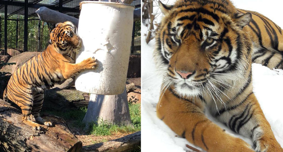 Sanjiv, a Sumatran tiger, mauled a zookeeper at Kansa's Topeka Zoo. Guests were present and some saw the attack. Source: Facebook/ Topeka Zoo