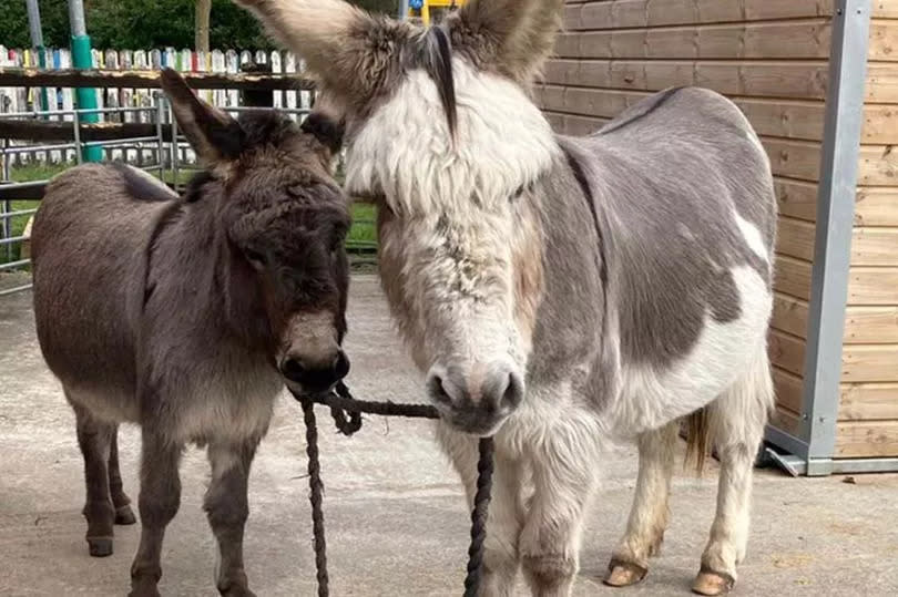 -Credit: (Image: (The Donkey Sanctuary/ Instagram))