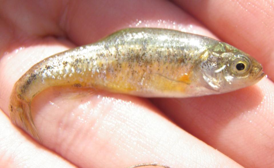 The least chub, a minnow that grows to about 2.5 inches and survives only in a small set of waterways in Utah, has had much of its habitat destroyed by human water development.