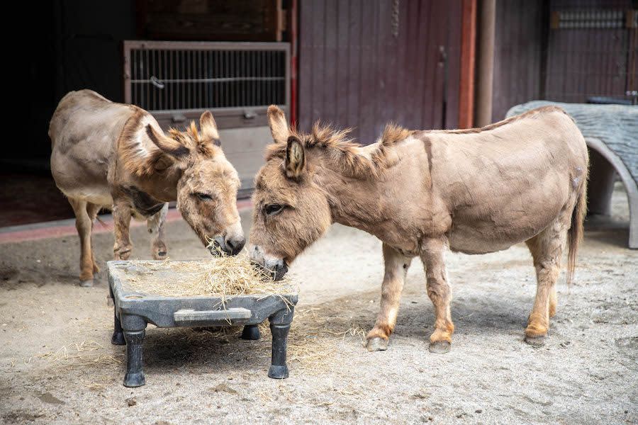 Walt Disney World shared a list of featured animals since the park opened on April 22, 1998.