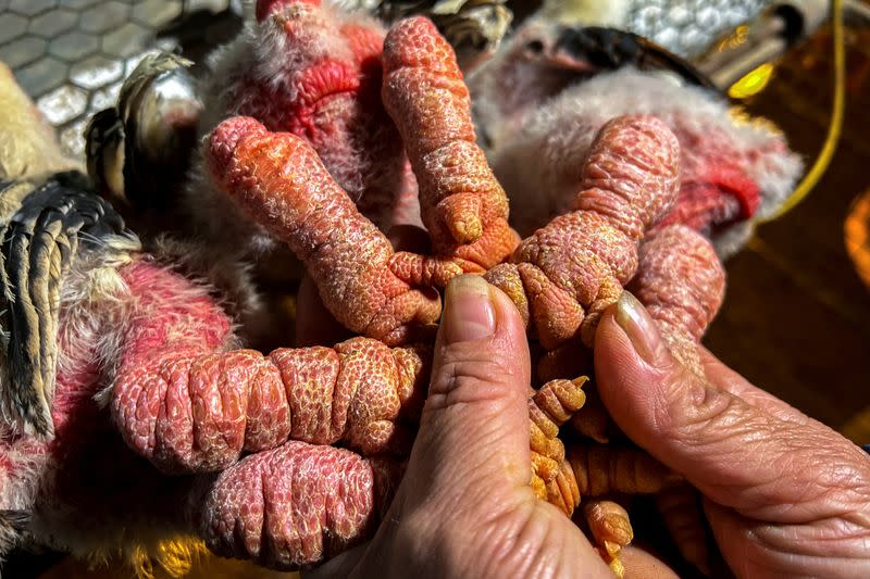 Meet Vietnam's 'dragon-feet' chicken, a Lunar New Year delicacy