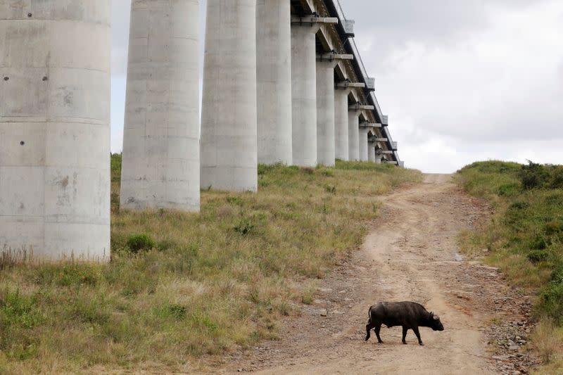 A buffalo walks under a bridge of the Standard Gauge Railway (SGR) line, inside the Nairobi National Park in Kenya