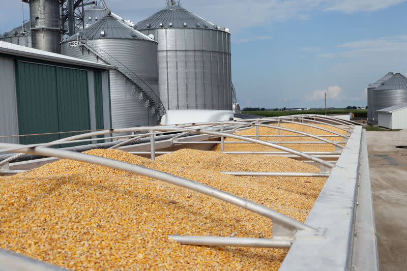 FILE PHOTO: Corn loaded in trucks at Wessling Farms near Grand Junction Iowa