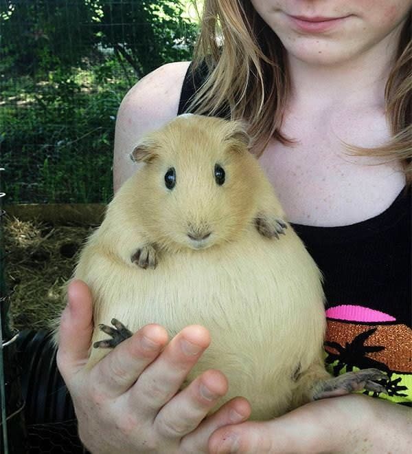 A pregnant guinea pig