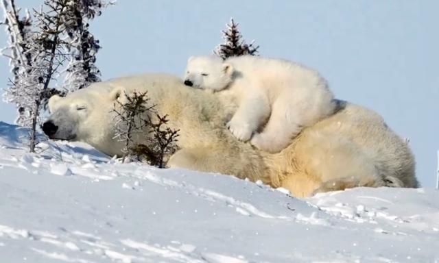 images of polar bear cubs