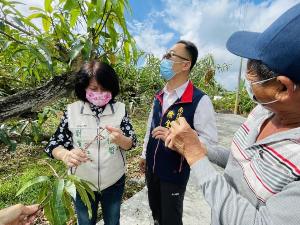 台南市長夫人劉育菁深入南化芒果產區，了解災損情況。（記者張淑娟攝）