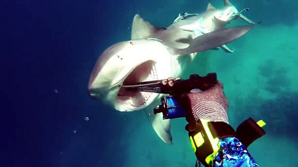 The bull shark can be seen charging at Kerry Daniel moments before he is able to jam his gun into its mouth. Source: Facebook