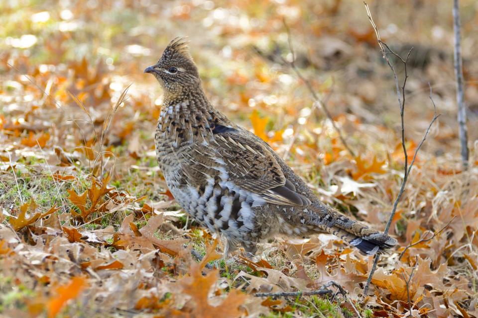 Grouses, like this female ruffed grouse, can be a little eccentric.