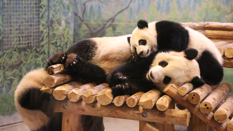 Toronto says goodbye to its beloved giant pandas