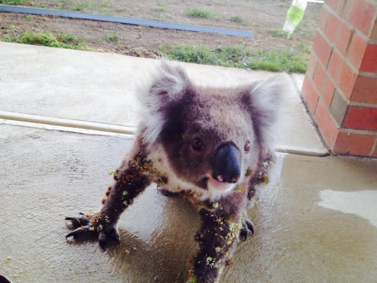 The koala arrived at the doorstep covered in prickly burrs (Picture: Bruce Atkinson/Facebook)